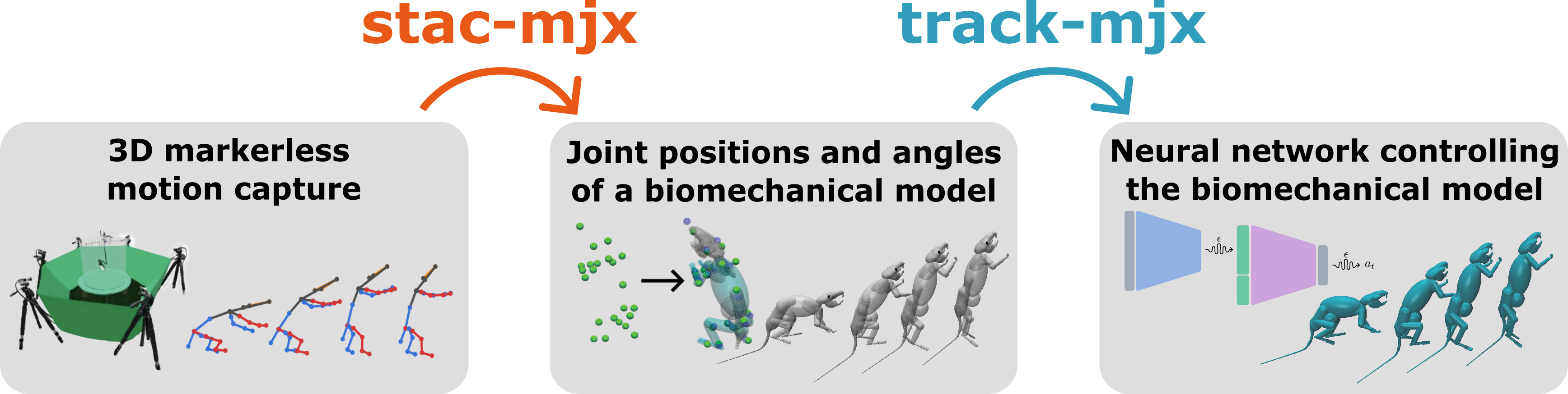 Diagram of the MIMIC-MJX pipeline from motion capture to neuromechanical policy.